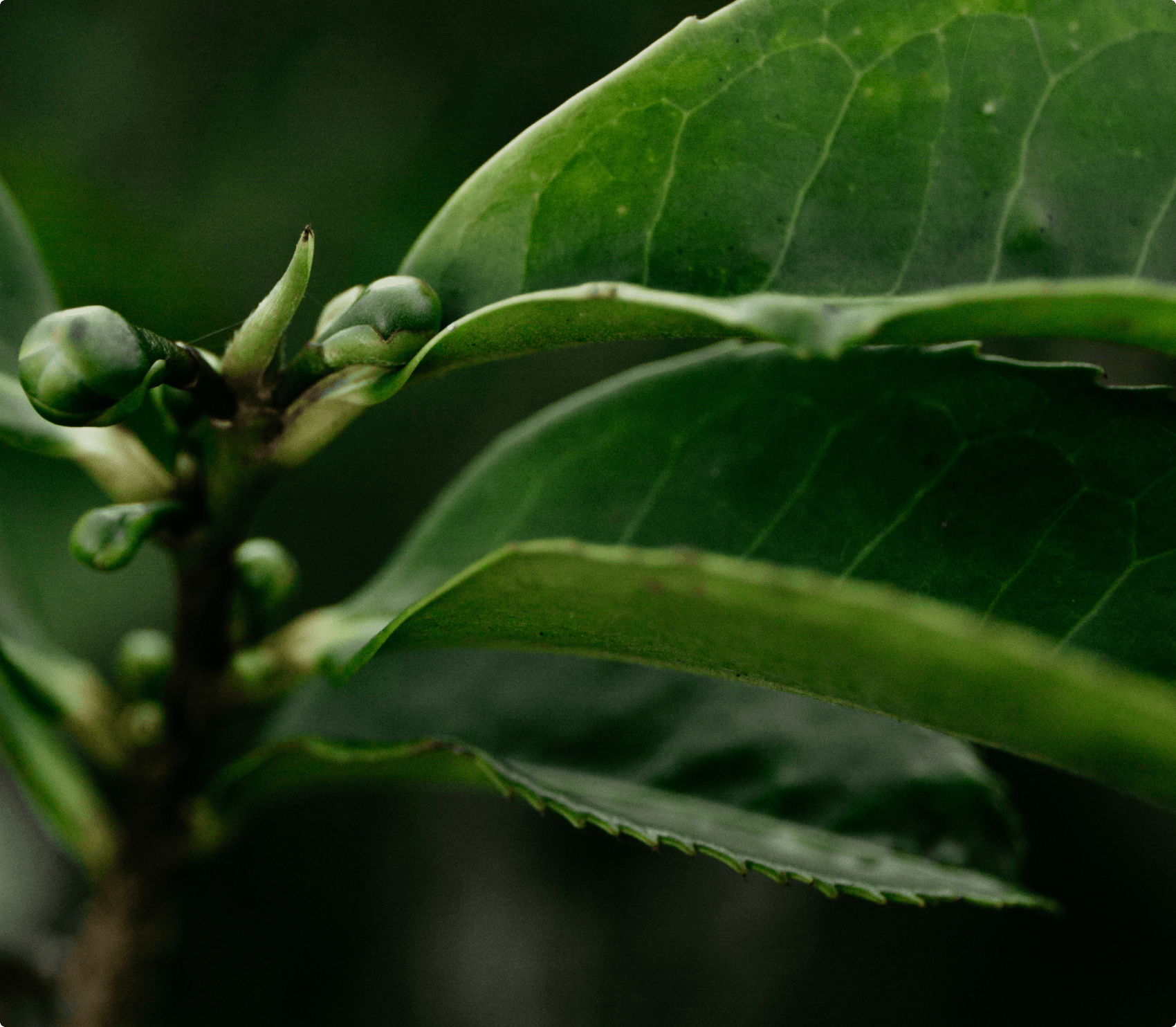 Microbiology, Pesticides & Herbicides