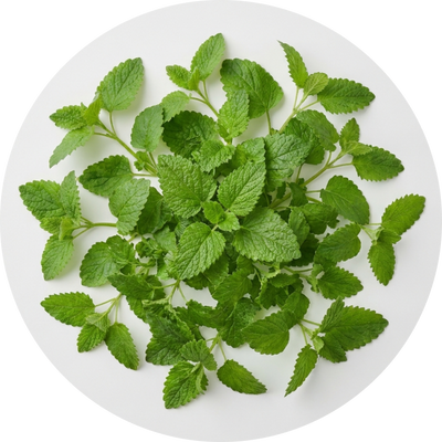 Organic Lemon Balm