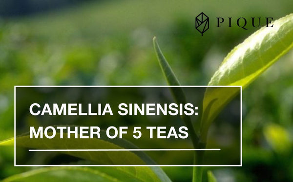 Camellia Sinensis: Mother of 5 Teas