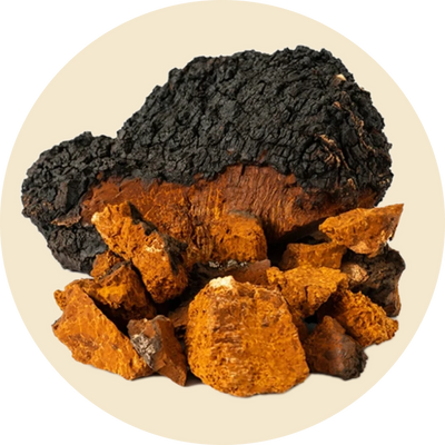Chaga