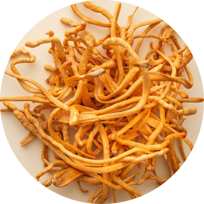 Cordyceps