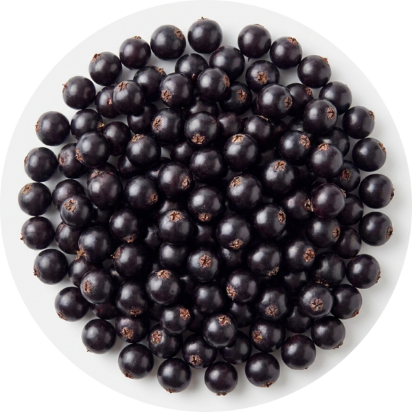 European Black Elderberry
