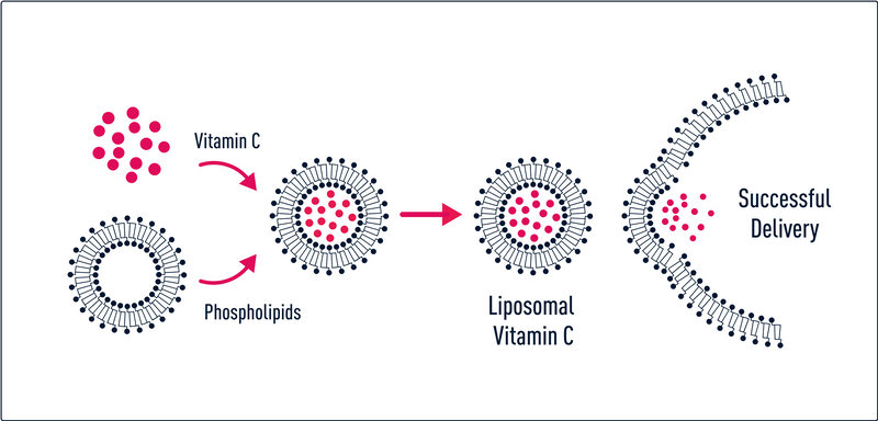 Diagram showing the process of liposomal vitamin C delivery for successful absorption.