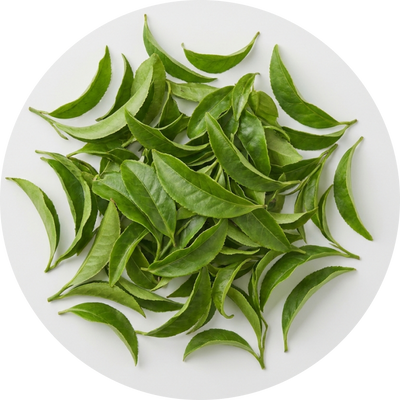 L-Theanine from Organic Green Tea Leaves