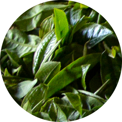 Wild Fermented Pu'er Tea