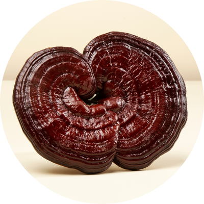 Reishi